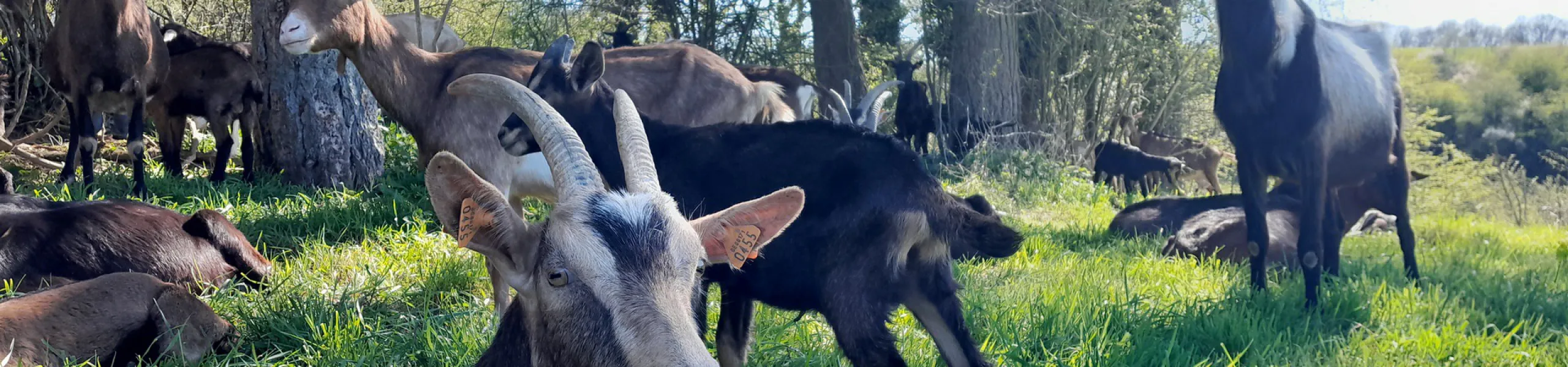 chervrerie de borlon produits locaux