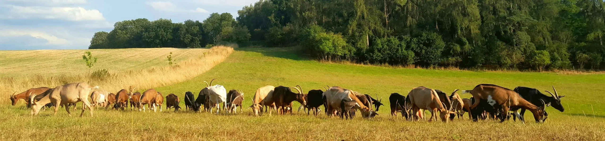 chevreriedeborlon banner